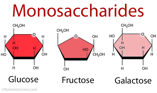 Monosaccharides examples image