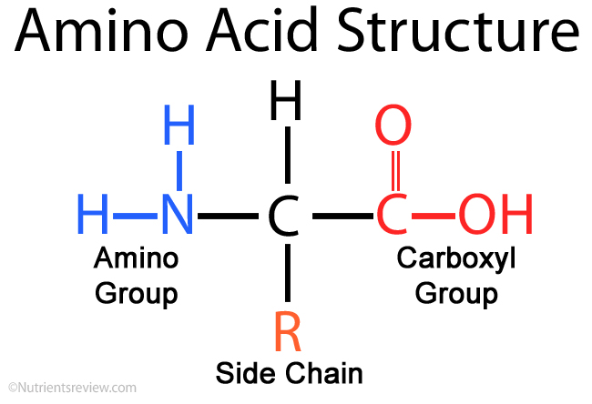 20 Amino Acid Structures Chart