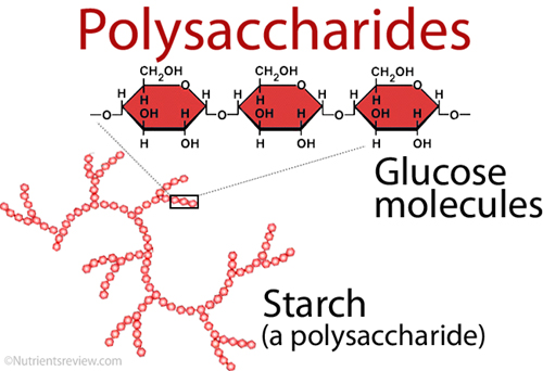 Structure of Polysaccharides