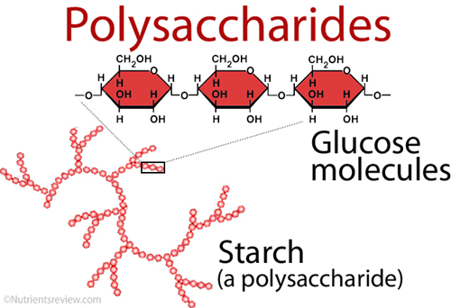 Définition, exemples, structure, types et fonctions des glucides